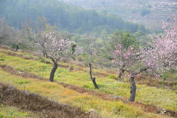 Flores Primaverales Florecen Ramas Arbóreas Flores Florecientes Primavera — Foto de Stock