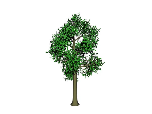 Nature Flora Trees Environment — Stock Photo, Image