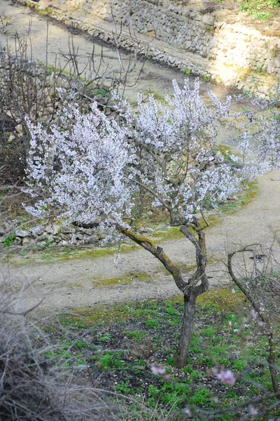Весняні Квіти Розквітнуть Гілках Дерев Весняні Квіти — стокове фото