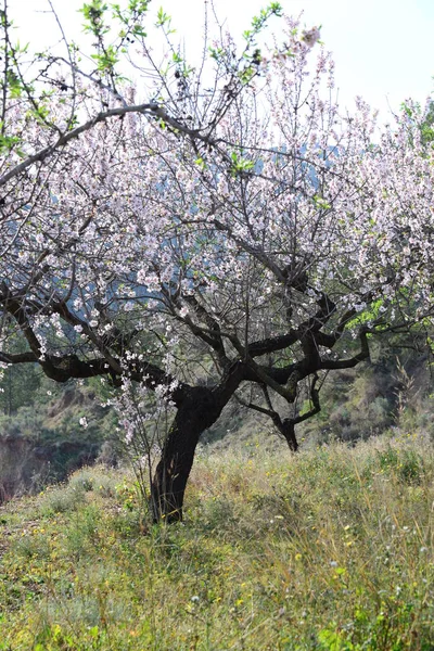 Vår Blommor Blomma Träd Grenar Vår Blommande Blommor — Stockfoto