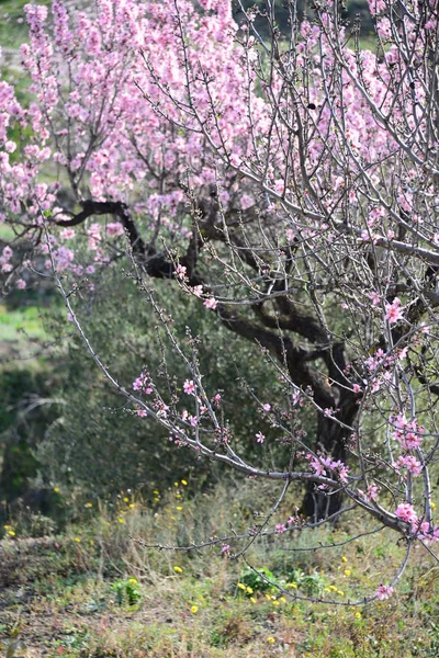 Flores Primavera Flor Ramos Árvore Flores Primavera Florescendo — Fotografia de Stock