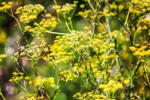 Fenchel Dill Blüht Sommer Schönheit Der Natur Floraler Hintergrund Oberflächlicher — Stockfoto