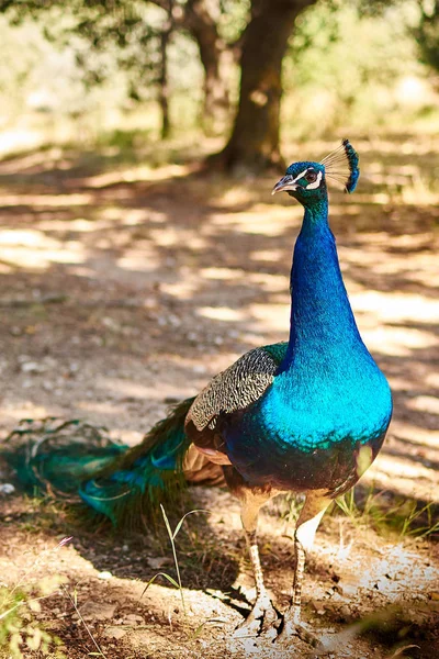 Vista Panorâmica Pássaro Pavão Vida Selvagem — Fotografia de Stock