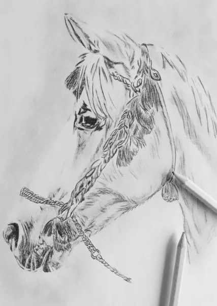 Μολύβι Σχέδιο Άλογο Κεφάλι Arabs — Φωτογραφία Αρχείου