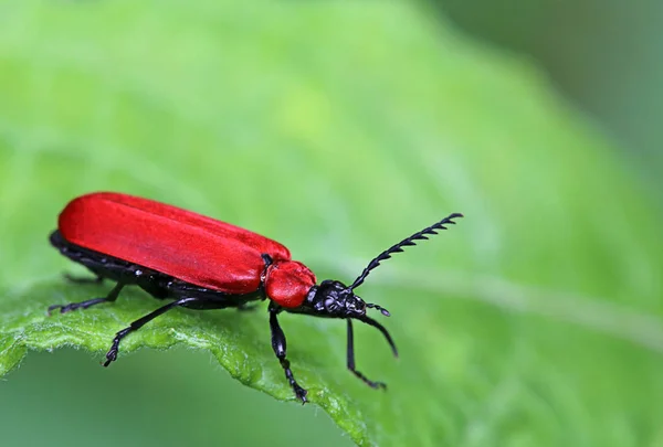 Macrocardinal Beetle Pyrochroa Coccinea — Foto de Stock