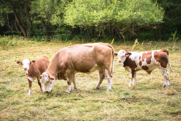 Cows Natural Landscape Selective Focus — Stock Photo, Image