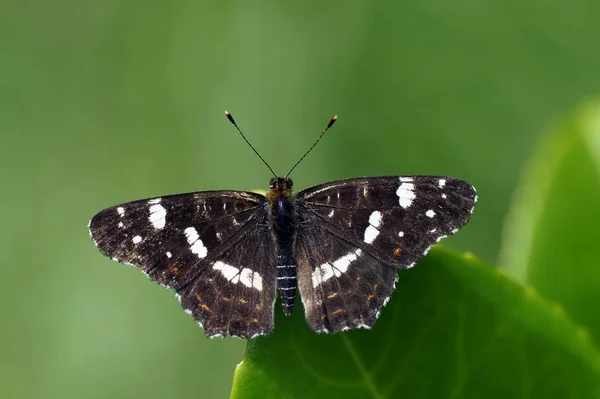 Nahaufnahme Von Insekten Selektiver Fokus — Stockfoto