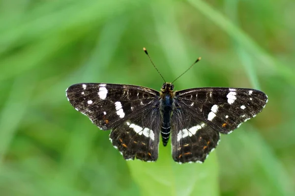 Gros Plan Papillon Dans Habitat Concept Sauvagerie — Photo