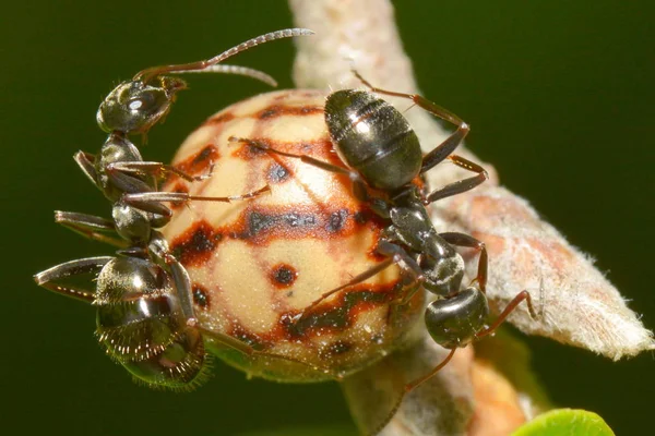 Nahaufnahme Von Insekten Selektiver Fokus — Stockfoto