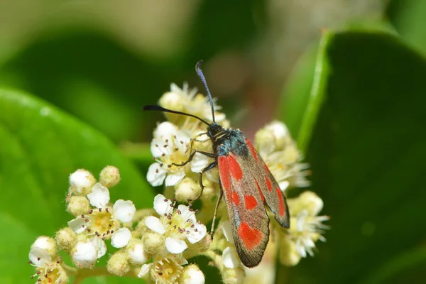 自然界における昆虫の密接な眺め — ストック写真