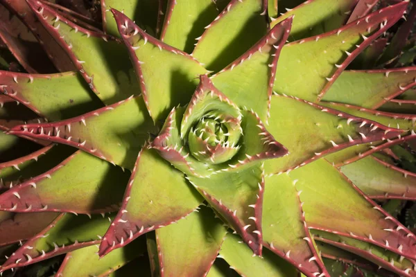 Planta Tropical Flora Botânica Cacto — Fotografia de Stock