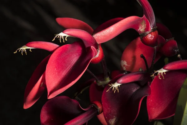 Rote Drachenblume Auf Schwarzem Hintergrund — Stockfoto