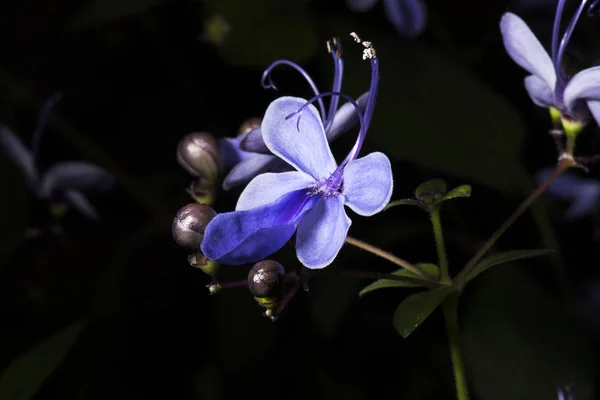 美しい花 花のコンセプトの背景 — ストック写真