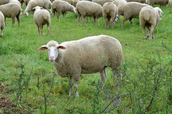 Aussichtsreicher Blick Auf Die Landwirtschaft Auf Dem Land — Stockfoto