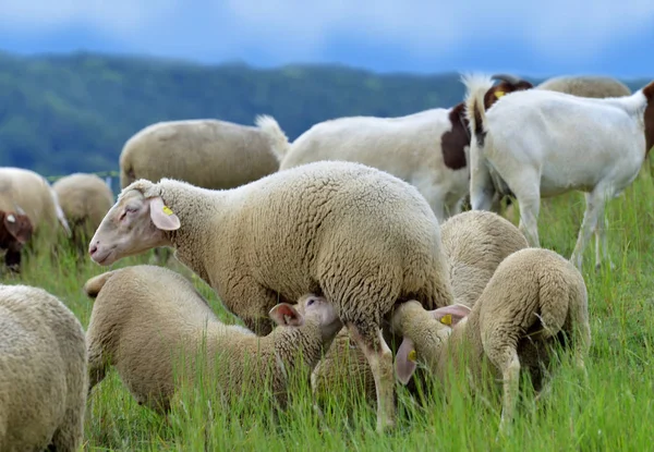 Aussichtsreicher Blick Auf Die Landwirtschaft Auf Dem Land — Stockfoto