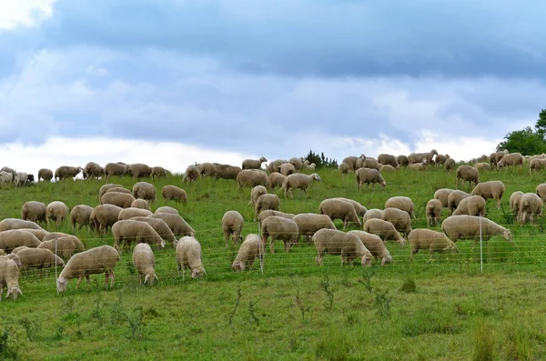 Kırsal Kesimdeki Tarımın Manzarası — Stok fotoğraf