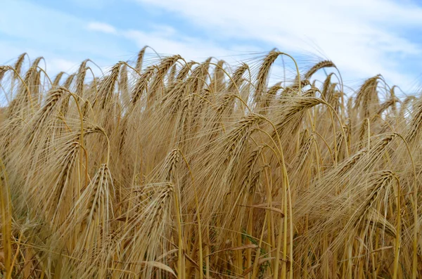 Cebada Cereales Grano Agrícola —  Fotos de Stock