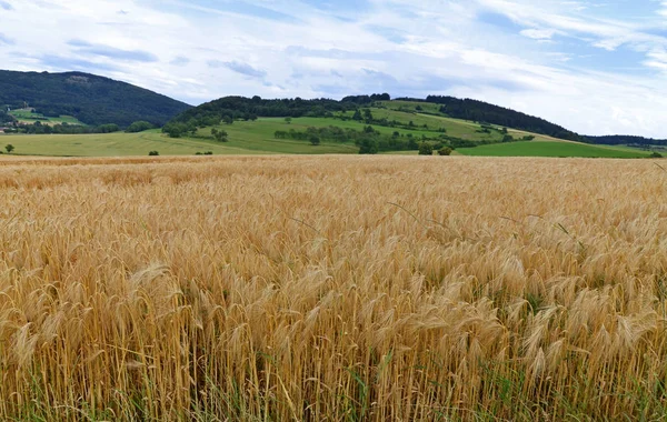 Cebada Cereales Grano Agrícola — Foto de Stock