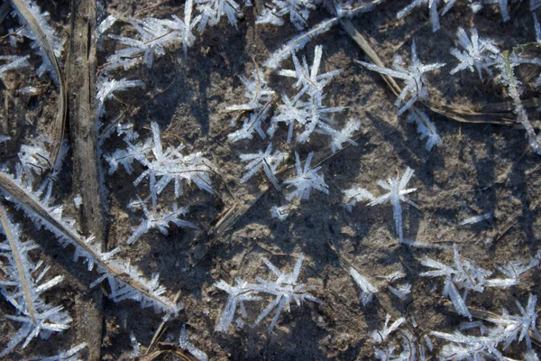 Zmrzlá Suchá Tráva Zemi Podzim — Stock fotografie
