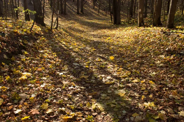 Herfst Bos Herfst Seizoen Gebladerte Bladeren — Stockfoto