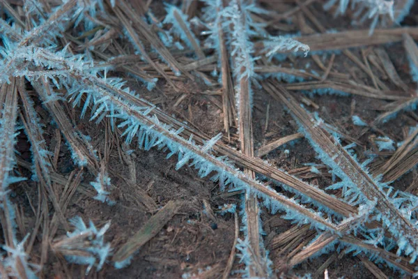 Hierba Seca Congelada Suelo Otoño — Foto de Stock