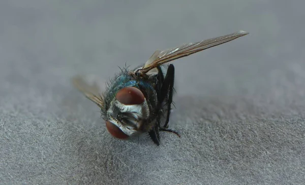 Primer Plano Los Insectos Enfoque Selectivo — Foto de Stock