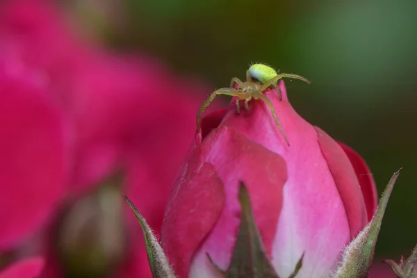 Mooie Bloemen Bloem Concept Achtergrond — Stockfoto