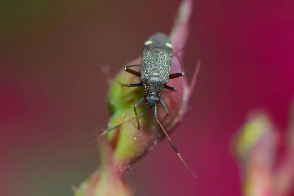 Dois Bug Predador Mancha — Fotografia de Stock