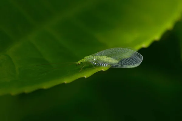 Nahaufnahme Von Wanzen Der Wilden Natur — Stockfoto