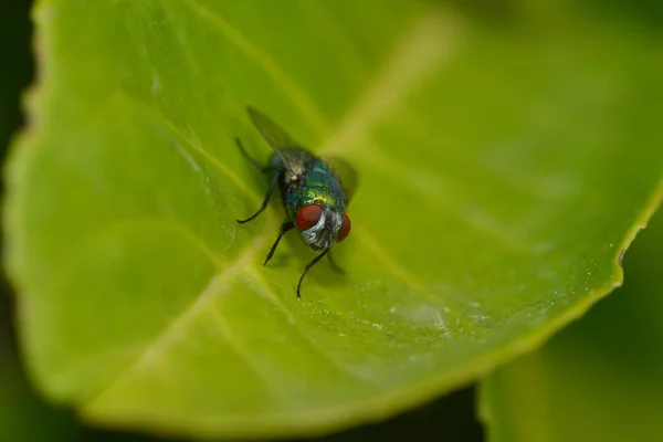 Nahaufnahme Von Wanzen Der Wilden Natur — Stockfoto