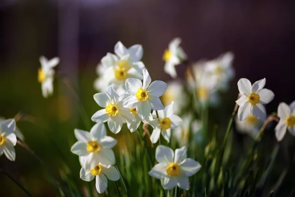 Narcisos Florecientes Primavera Narciso Floreciente Flores Primavera Profundidad Campo Superficial — Foto de Stock