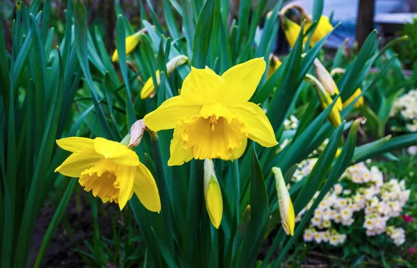 Bloeiende Gele Narcissen Bloeiende Narcissus Bloemen Lente Bloemen Ondiepe Scherptediepte — Stockfoto