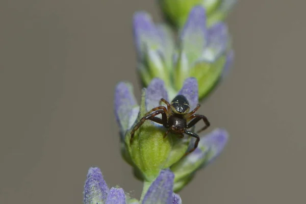 Närbild Insekter Vild Natur — Stockfoto