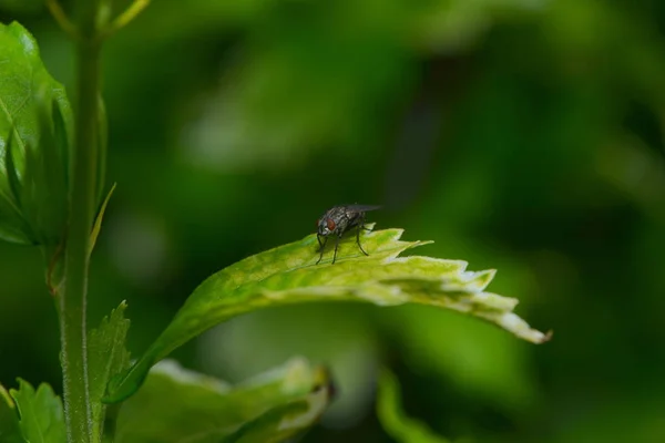 Vista Cerca Los Insectos Naturaleza — Foto de Stock