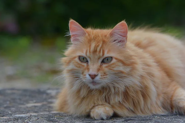 Garfield Prende Una Pausa — Foto Stock