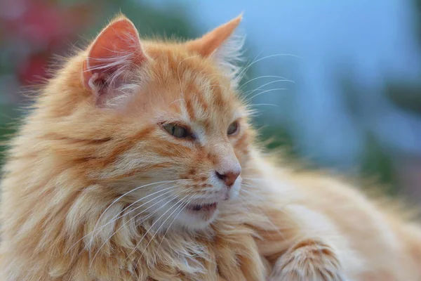 Garfield Faz Uma Pausa — Fotografia de Stock