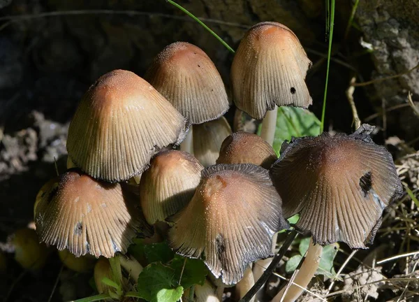 Setas Hongos Plantas Forestales Botánica Flora — Foto de Stock