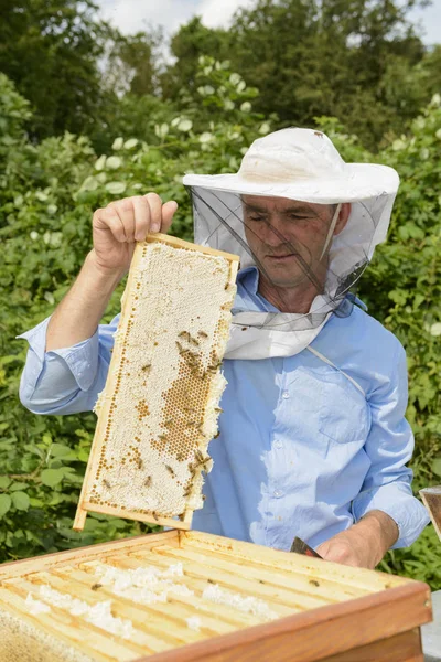 Beekeeper Work Honeycomb Honey — Stock Photo, Image