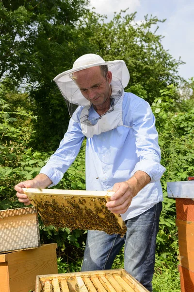Beekeeper Work Honeycomb Honey — Stock Photo, Image