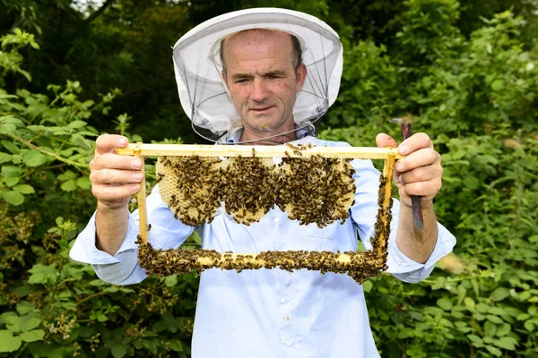 養蜂家が巣作りをしています — ストック写真