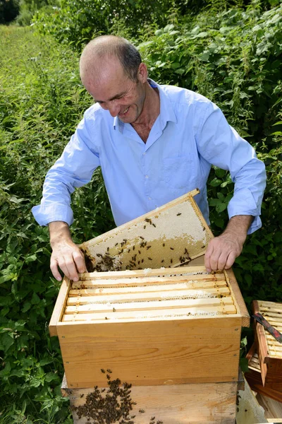 Beekeeper Work Honeycomb Honey — Stock Photo, Image