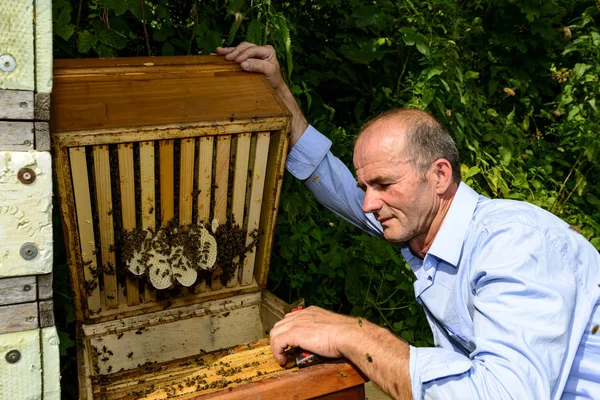 Illegal Building Hive — Stock Photo, Image