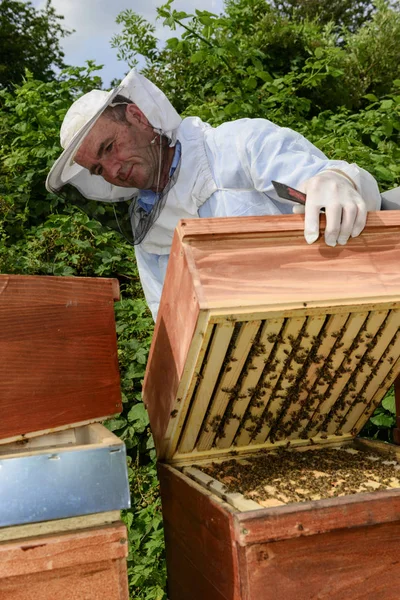 Beekeeper Work Honeycomb Frame — Stock Photo, Image