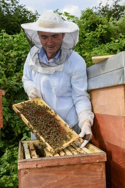 Beekeeper Work Honeycomb Frame — Stock Photo, Image