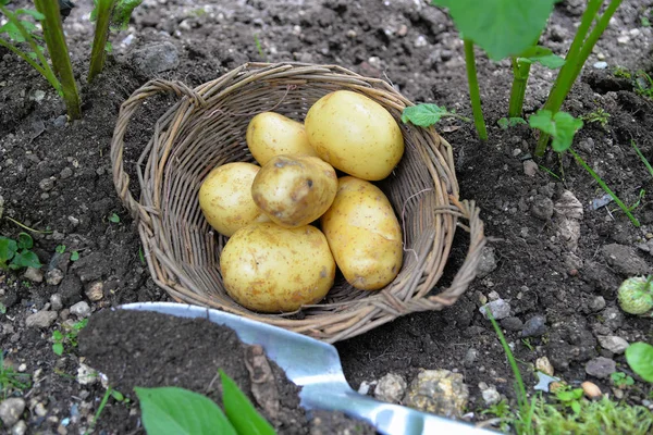 Картофель Грядке — стоковое фото