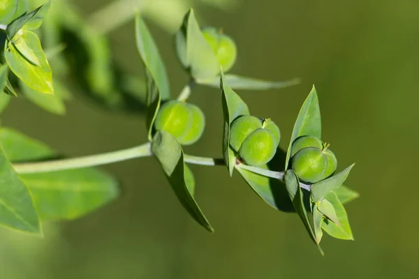 Fruchstand Caper Spurge Fruit Stand Euphorbia Lathyris — стоковое фото