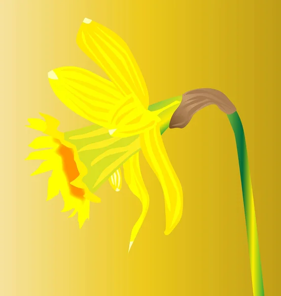 Svatý Davids Day Narcis Přes Žluté Pozadí — Stock fotografie