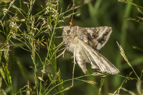 Close Borboleta Habitat Conceito Selvageria — Fotografia de Stock