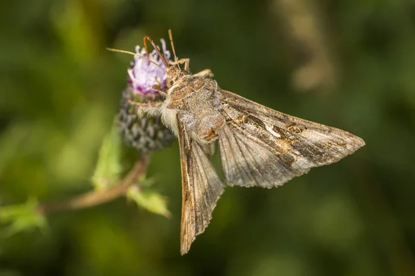 Uma Coruja Gama Chupa Uma Flor — Fotografia de Stock