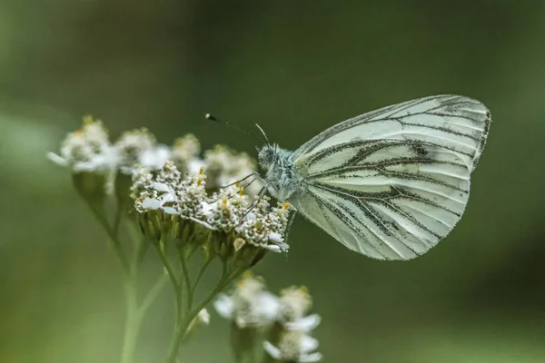 Grön Ven Vit Sittande Blomma — Stockfoto